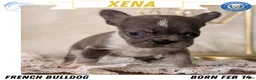 French Bulldog dogs for sale: Xena - Ad 1