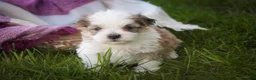 Havanese dogs for sale: Erma Havanese Puppy  - Ad 3