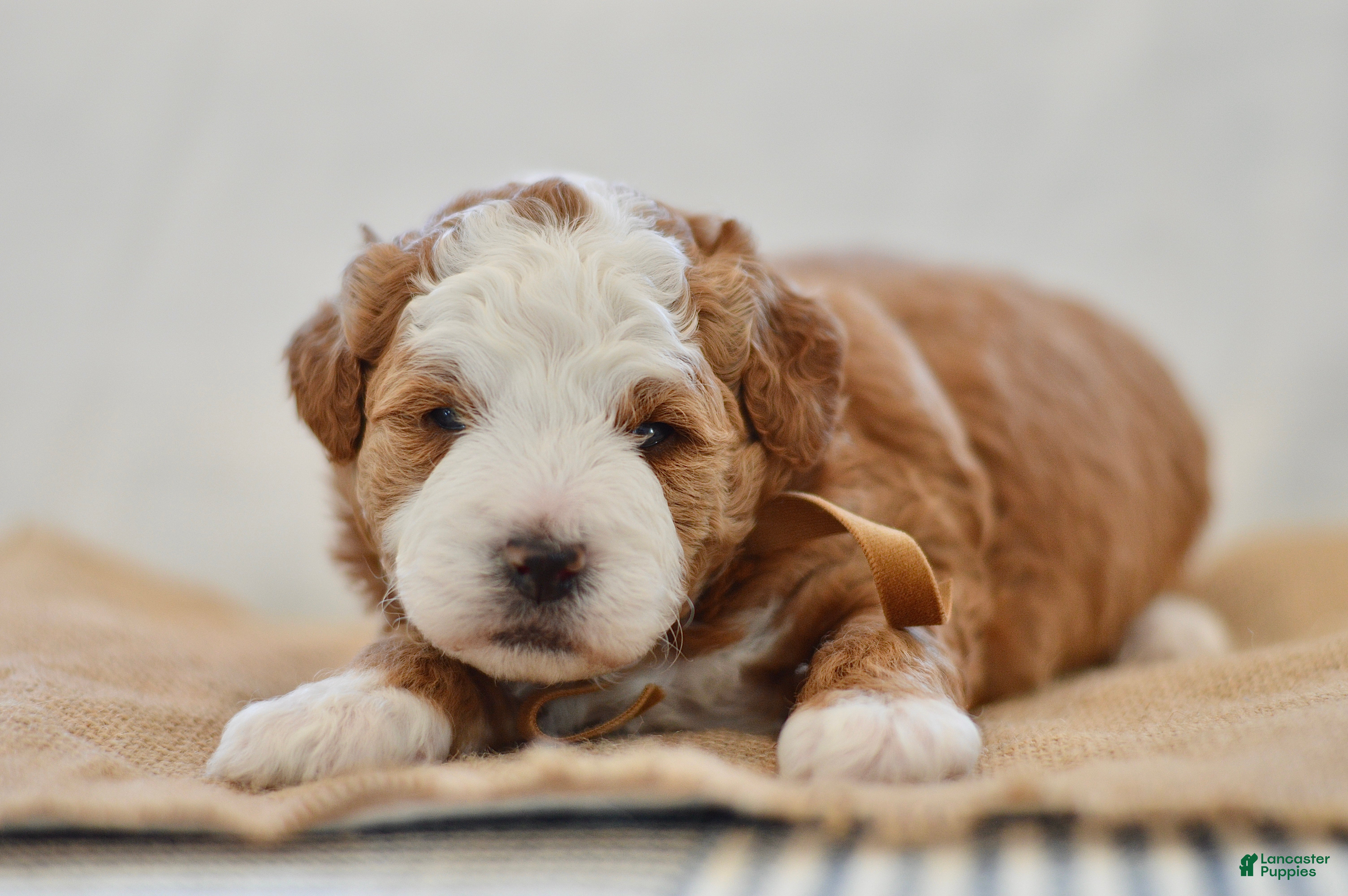 Goldendoodle dogs Clove - Ad 20