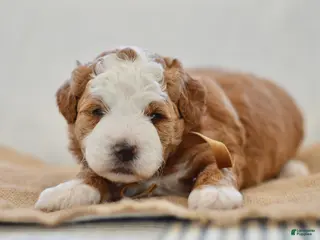 Goldendoodle dogs Clove - Ad 20