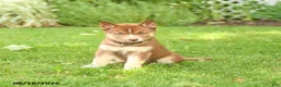 Siberian Husky dogs for sale: Heather - Ad 1