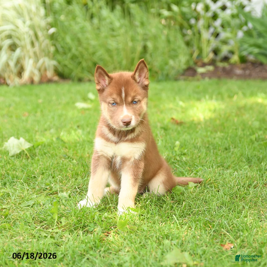 Siberian Husky dogs for sale: Heather - Ad 1