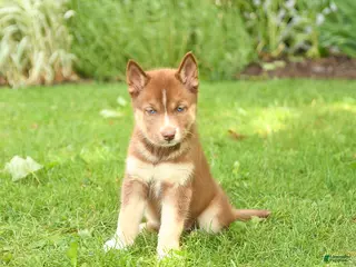 Siberian Husky dogs for sale: Heather - Ad 4