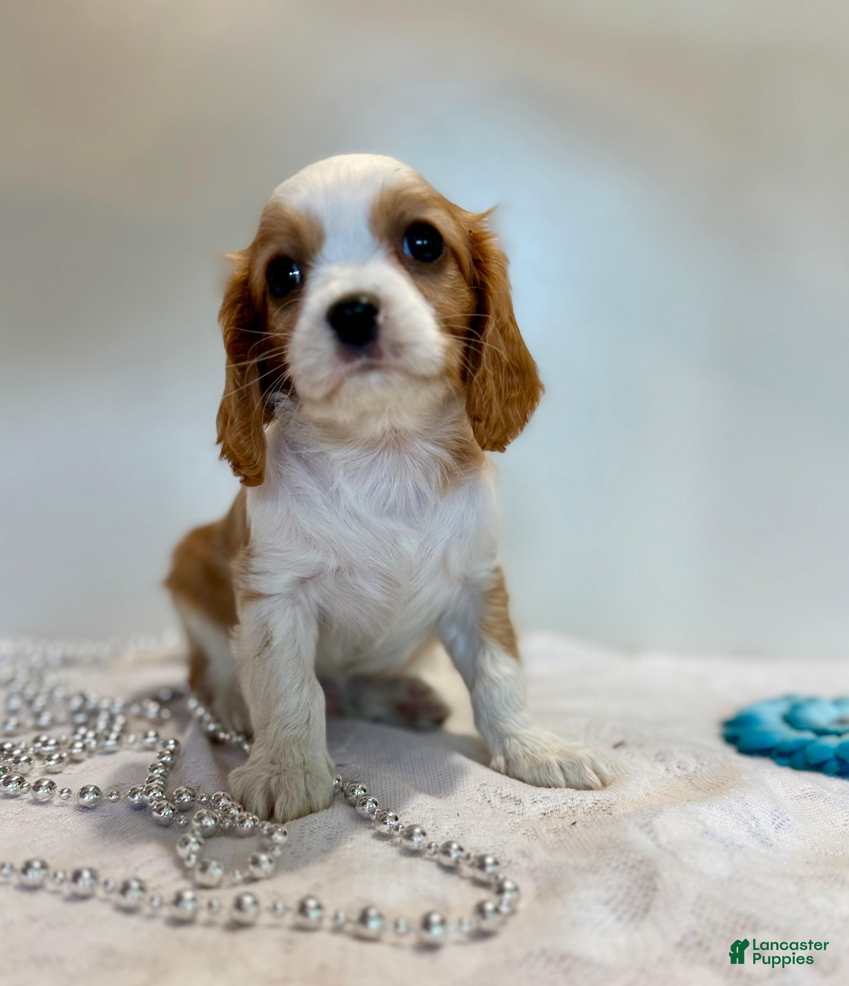 Cavalier King Charles Spaniel dogs for sale: Loyal Cavalier King Charles Spaniel  - Ad 2