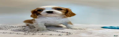 Loyal Cavalier King Charles Spaniel 