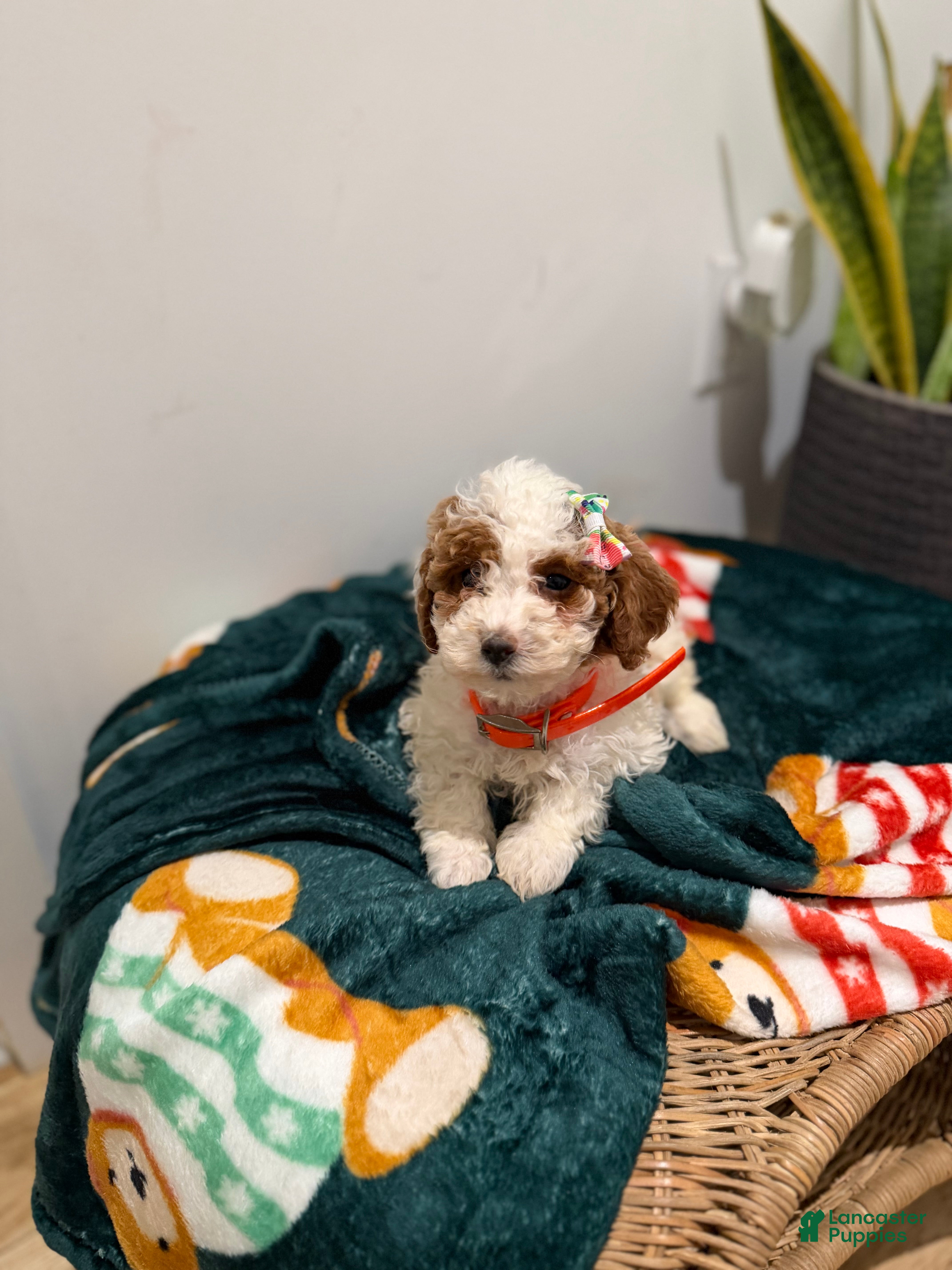 Toy Poodle dogs Cookie - Ad 31