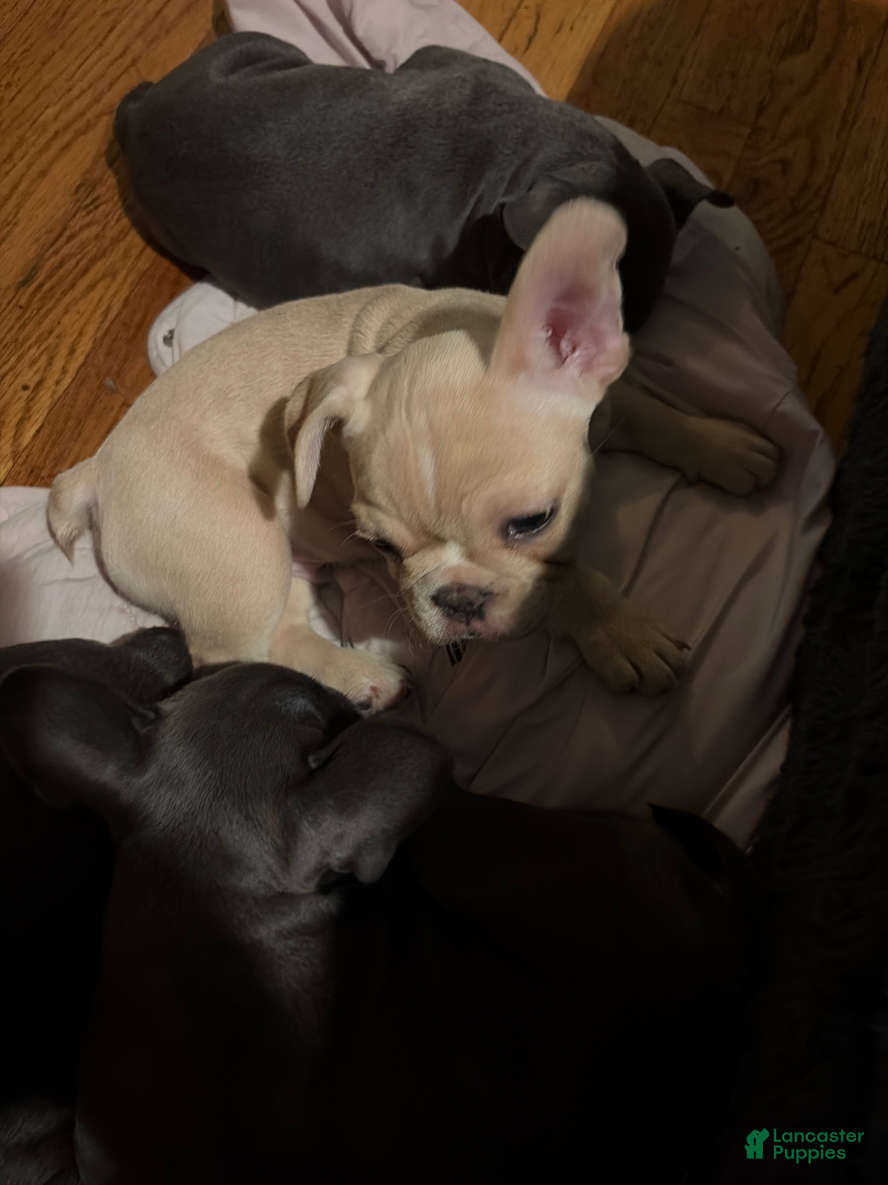 French Bulldog dogs for sale: French Bulldog 6 - Ad 4