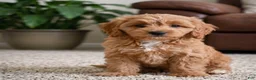 Cavapoo dogs for sale: Betty - Ad 6