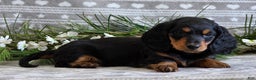 Miniature Dachshund dogs for sale: Donny - Ad 2