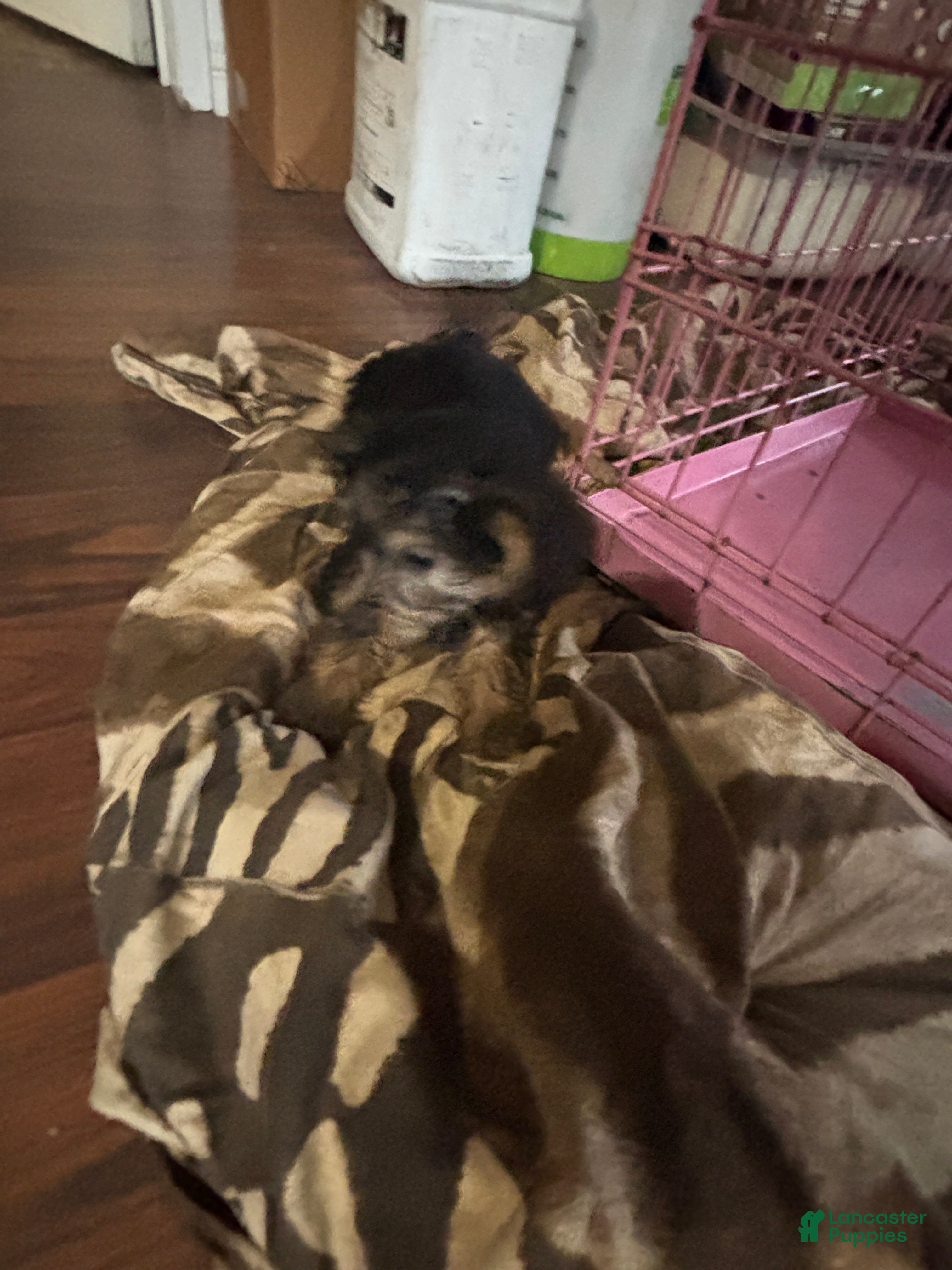 Mixed Breed dogs Mixed Breed Puppy 6 - Ad 6