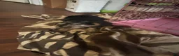 Mixed Breed dogs for sale: Mixed Breed Puppy 6 - Ad 1
