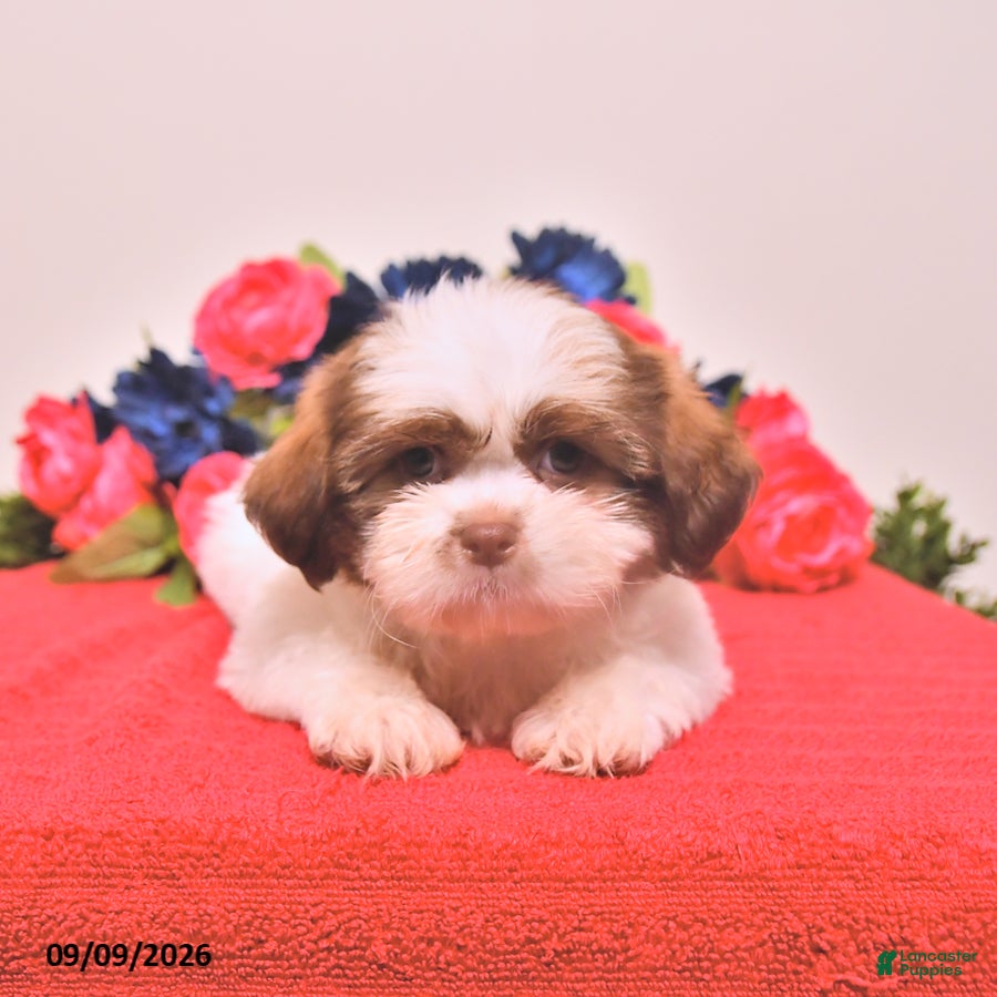 Shih Tzu dogs Nemo - Ad 2