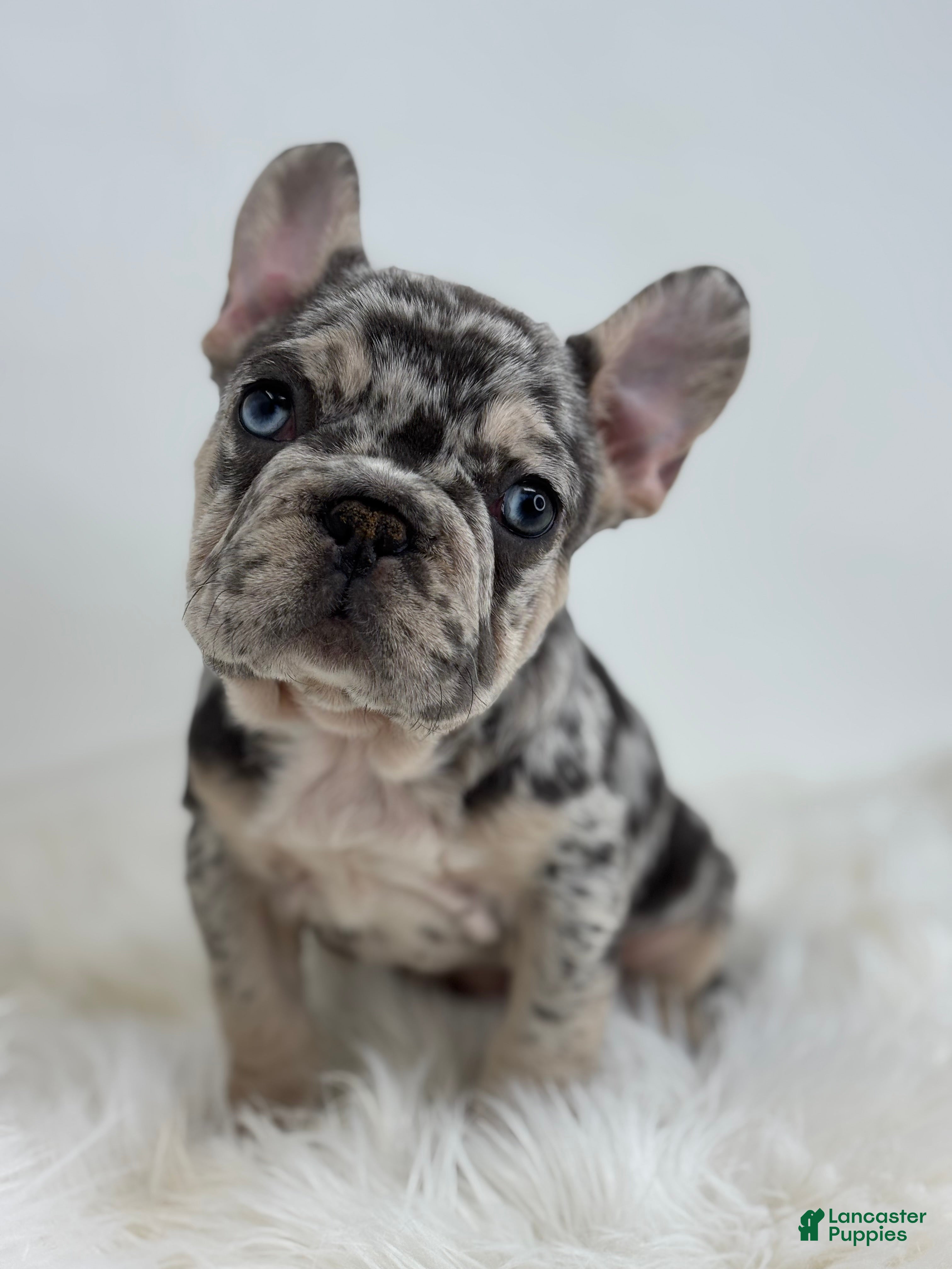 French Bulldog dogs Pam - Ad 10