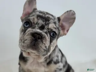 French Bulldog dogs Pam - Ad 10