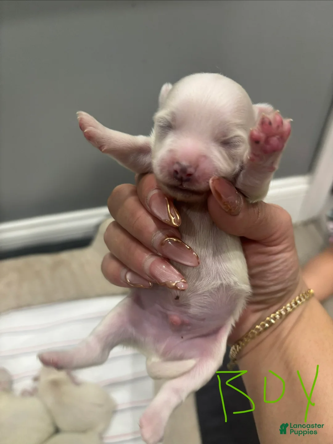 Mixed Breed dogs for sale: Mixed Breed Puppy 4 - Ad 1