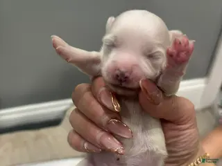 Mixed Breed dogs Mixed Breed Puppy 4 - Ad 15