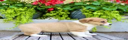 Welsh Corgi Pembroke dogs for sale: Rusty - Ad 6