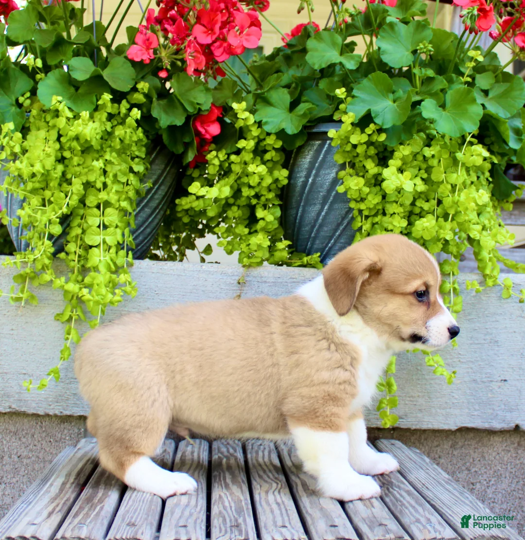 Welsh Corgi Pembroke dogs for sale: Rusty - Ad 6