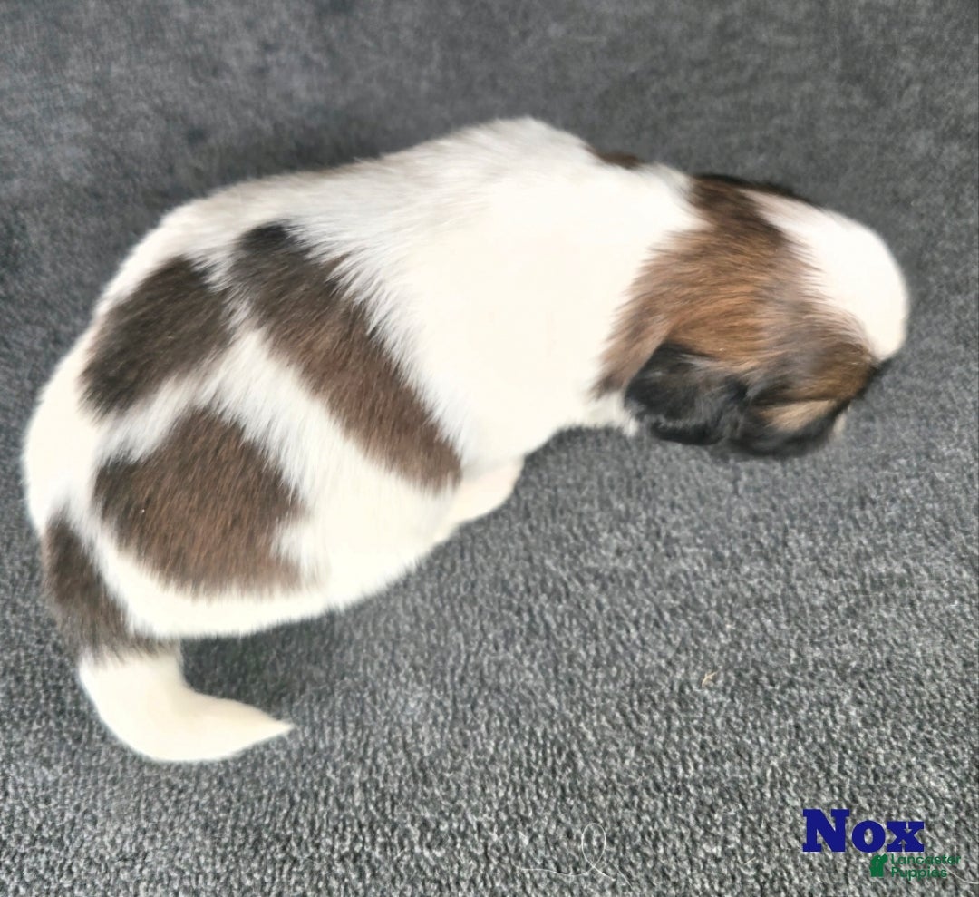 Shih Tzu dogs for sale: Nox - Ad 6