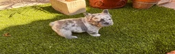 French Bulldog dogs for sale: French Bulldog 2 - Ad 8