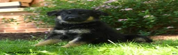 German Shepherd dogs for sale: Skye - Ad 2