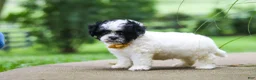 Shihpoo dogs for sale: Bentley - Ad 3