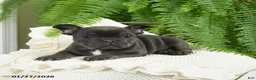 French Bulldog dogs for sale: Texas - Ad 8