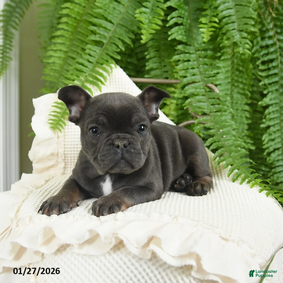 French Bulldog dogs for sale: Texas - Ad 8