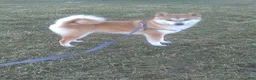 Shiba Inu dogs for sale: Lexi - Ad 1