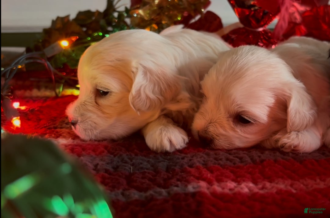 Shorkie dogs for sale: Shorkie Puppy 1 - Ad 6