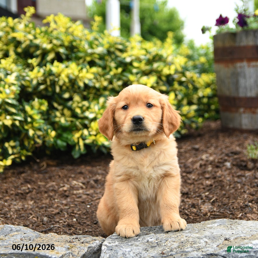 Golden Retriever dogs Jasmine - Ad 1