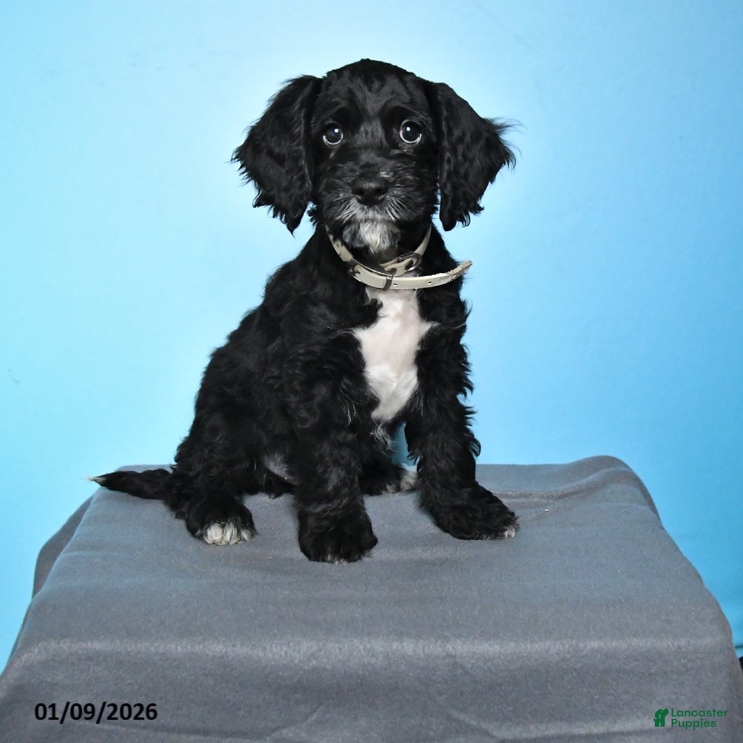 Cockapoo dogs for sale: Milo - Ad 1