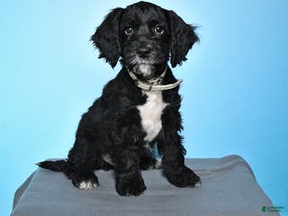 Cockapoo dogs Milo - Ad 2