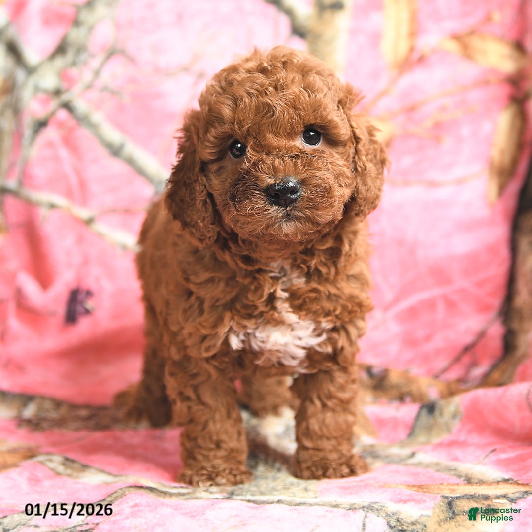Mini Goldendoodle dogs for sale: Red   - Ad 3