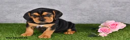 Beabull dogs for sale: Tucker - Ad 2
