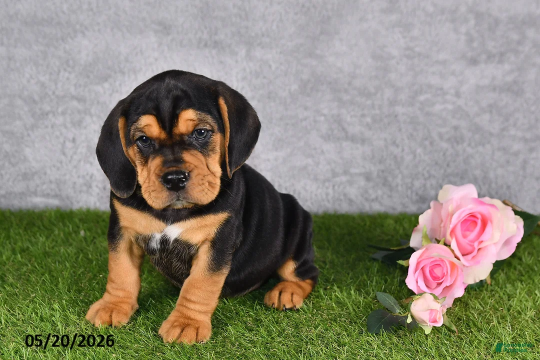 Beabull dogs for sale: Tucker - Ad 2