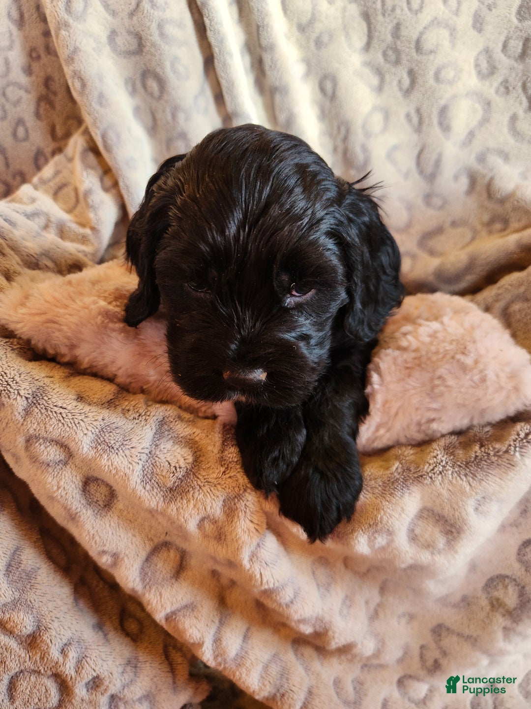 Mixed Breed dogs for sale: Leo - Ad 4