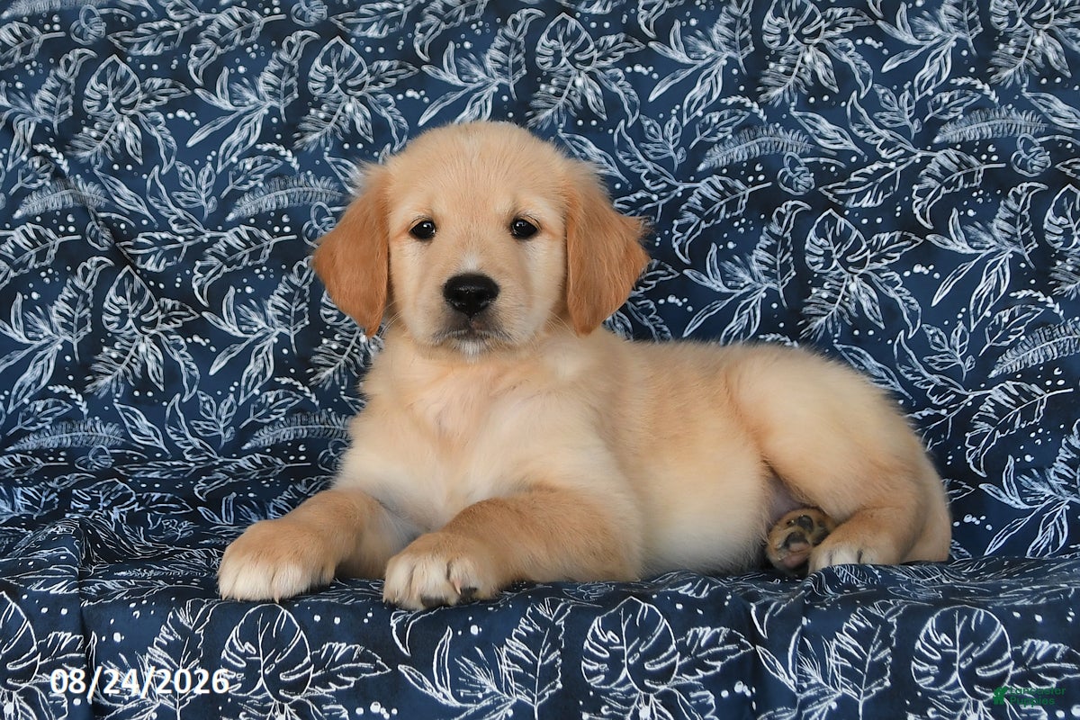 Golden Retriever dogs Preston - Ad 2
