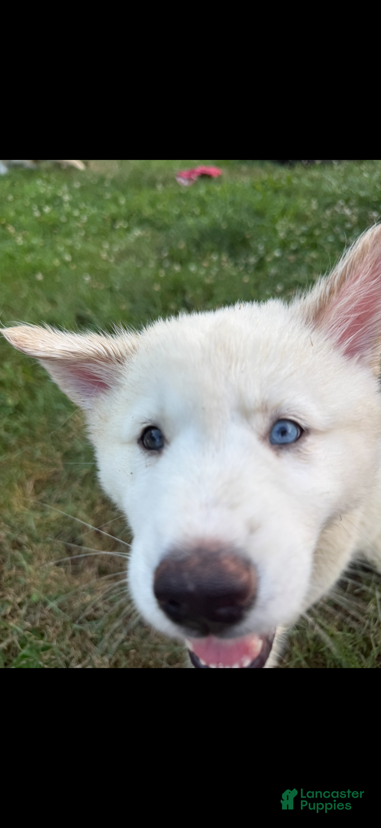 Mixed Breed dogs Red - Ad 4