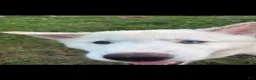 Mixed Breed dogs for sale: Red - Ad 1