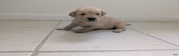 Golden Retriever dogs for sale: Max - Ad 13