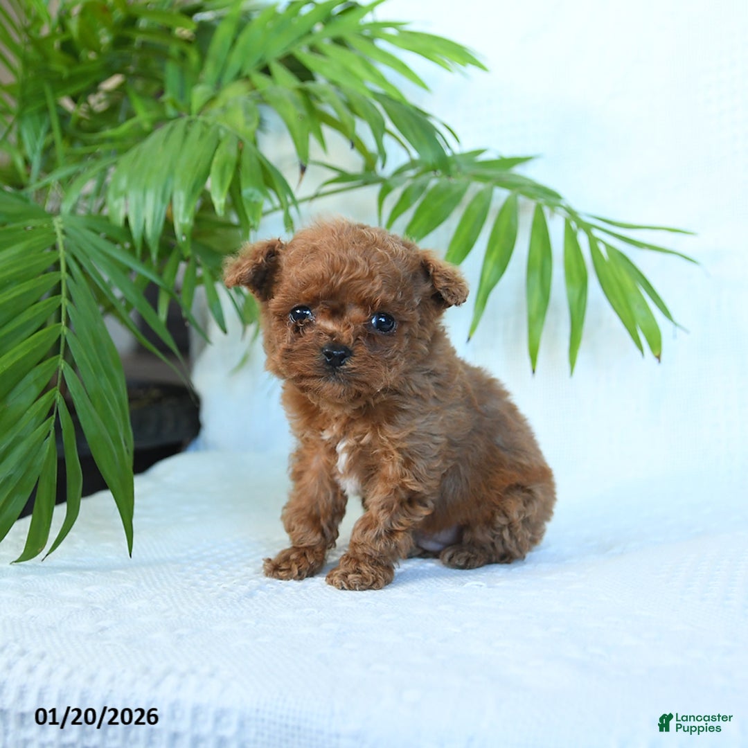 Toy Poodle dogs for sale: North - Ad 1