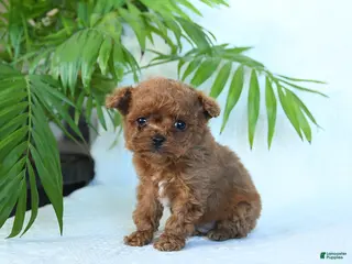 Toy Poodle dogs North - Ad 19