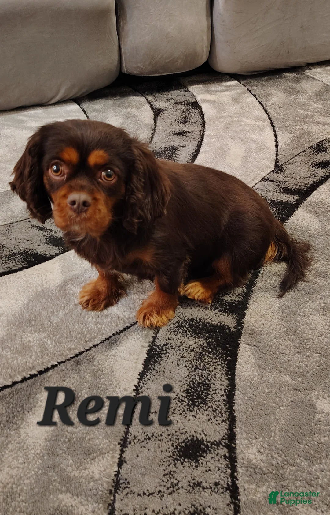 Cavalier King Charles Spaniel dogs for sale: Milo - Ad 10