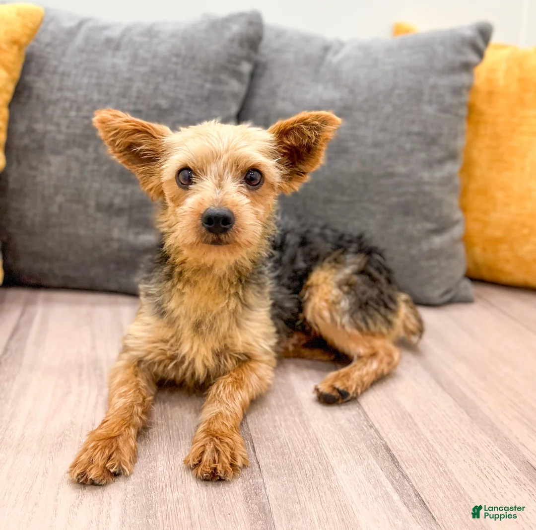 Yorkshire Terrier dogs for sale: 2 Yorkies - Ad 1