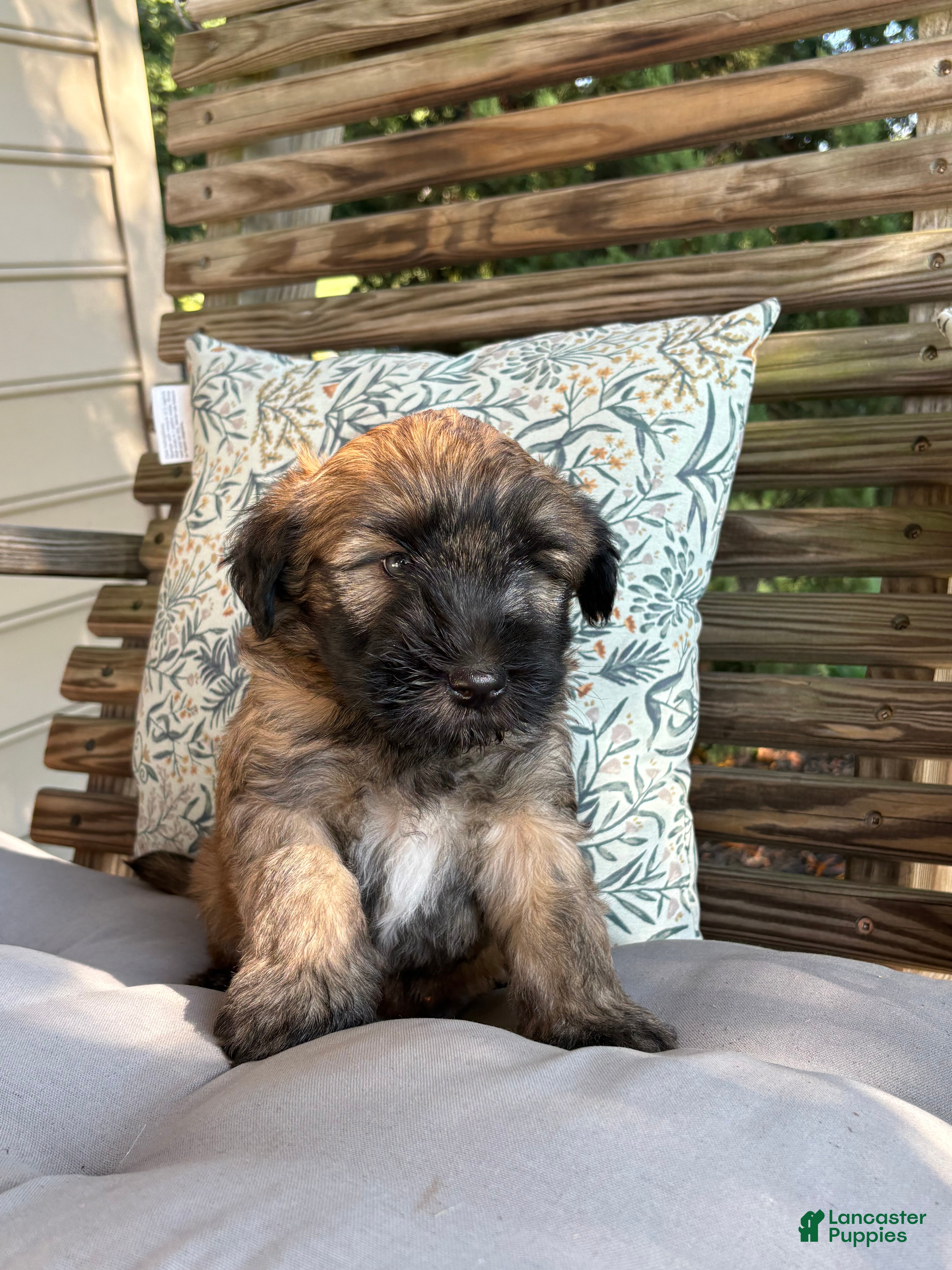 Soft Coated Wheaten Terrier dogs for sale: Pepper - Ad 3