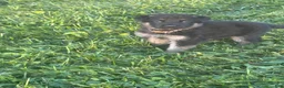 German Shepherd dogs for sale: Brown Collar  - Ad 4