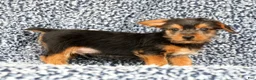 Yorkshire Terrier dogs for sale: Andrew - Ad 4