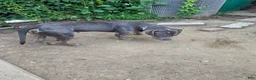 American Bully dogs for sale: Ghost - Ad 6