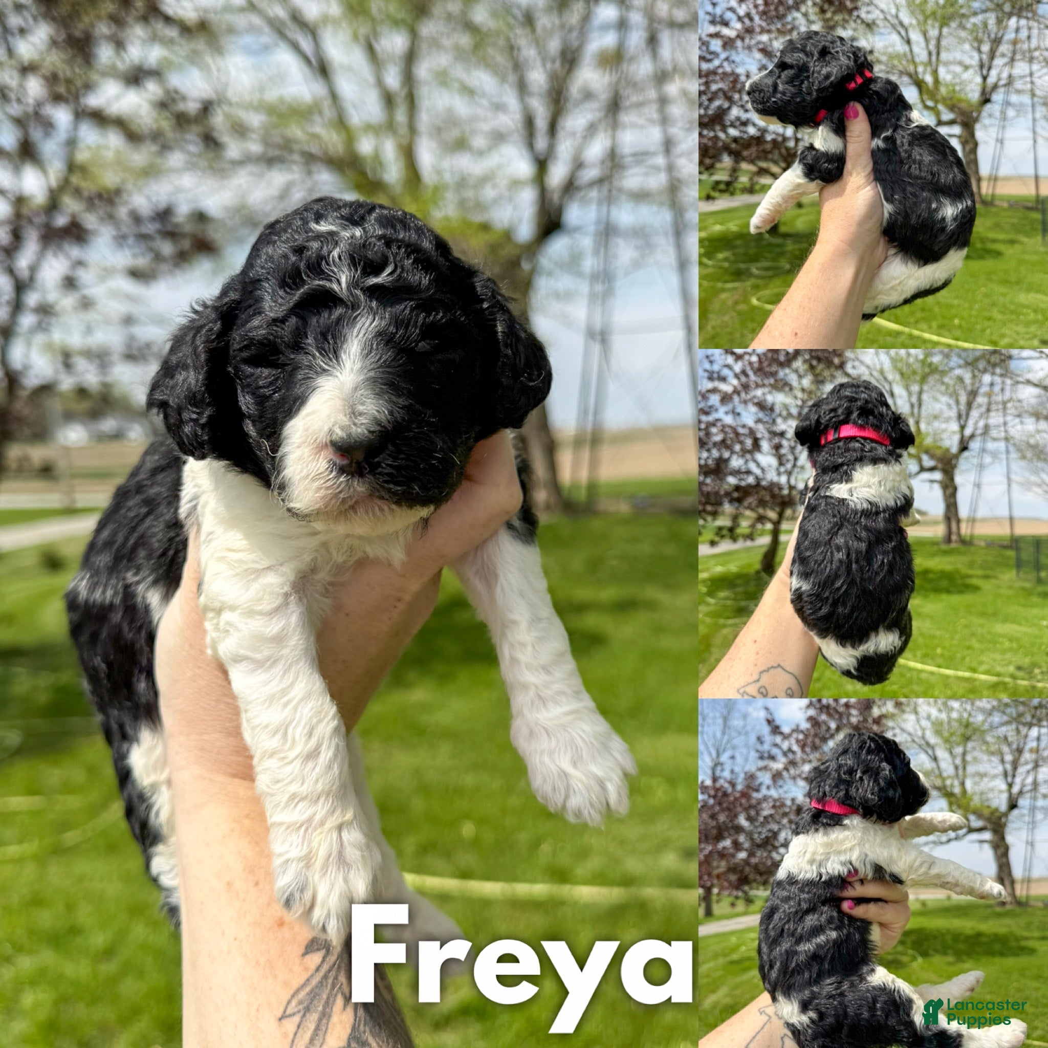 Standard Poodle dogs Freya - AKC - Ad 35